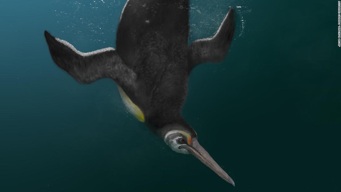 'Missing link' penguin fossil shows how they evolved after dinosaurs went extinct